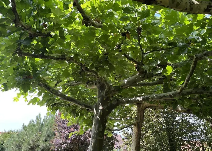 بيت للعطل Gaestehaus Schiff